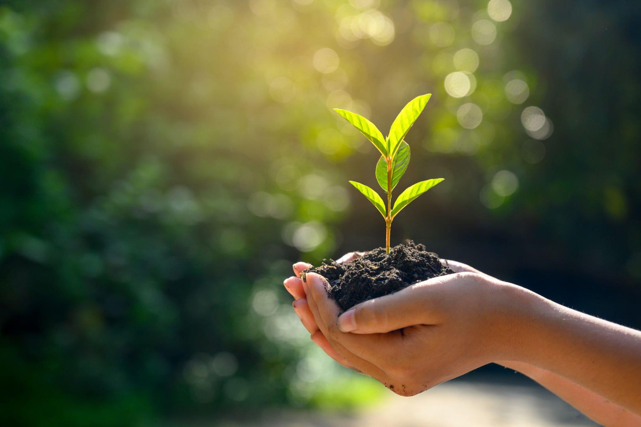 Sustainability Image